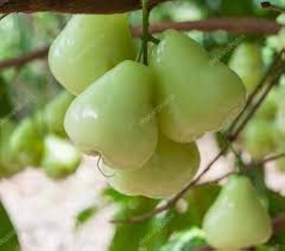 Jambu Green / Wax Apple Green (લીલું જાંબુ)